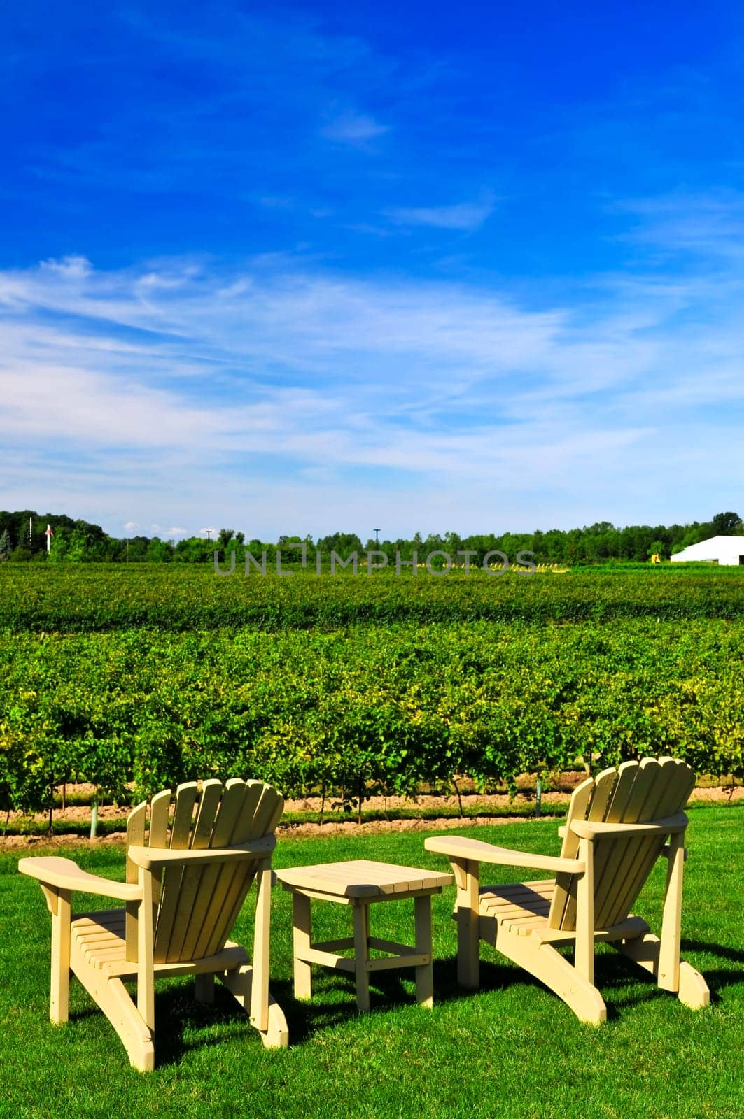 Chairs overlooking vineyard