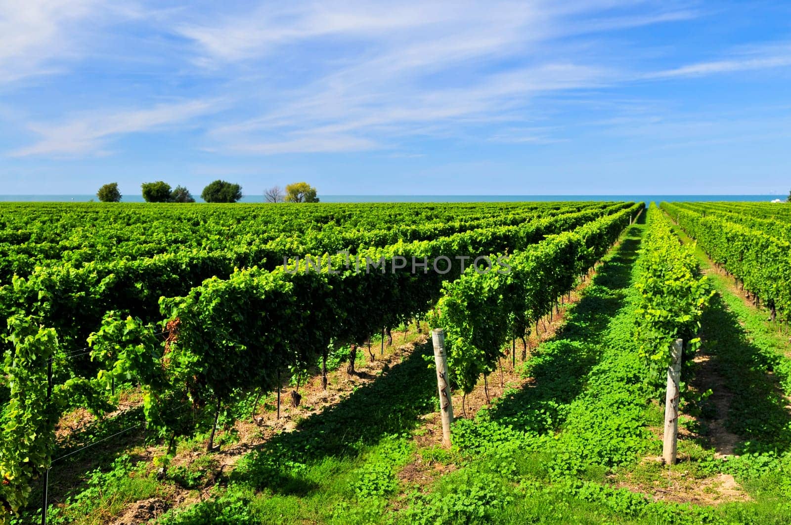 Vineyard