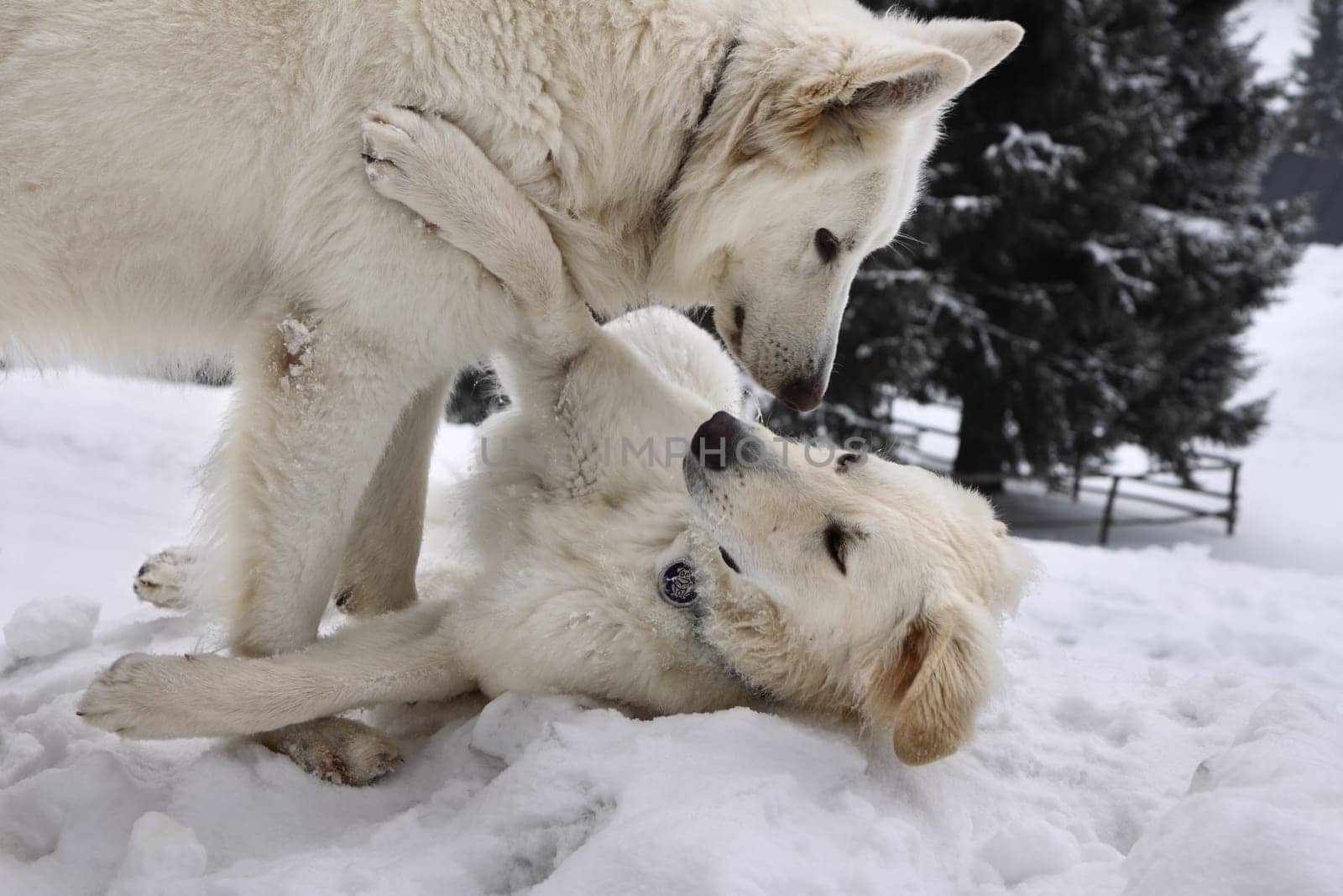 white two doggery fiddling in snow on mountains