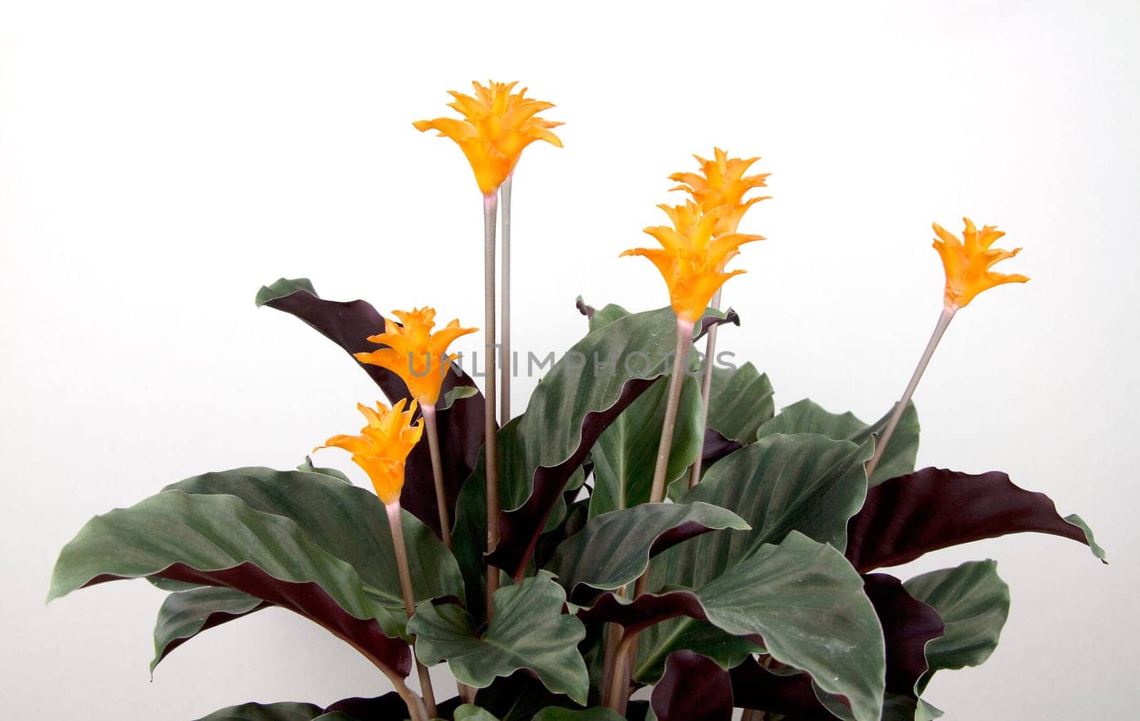 Calathea Crocata