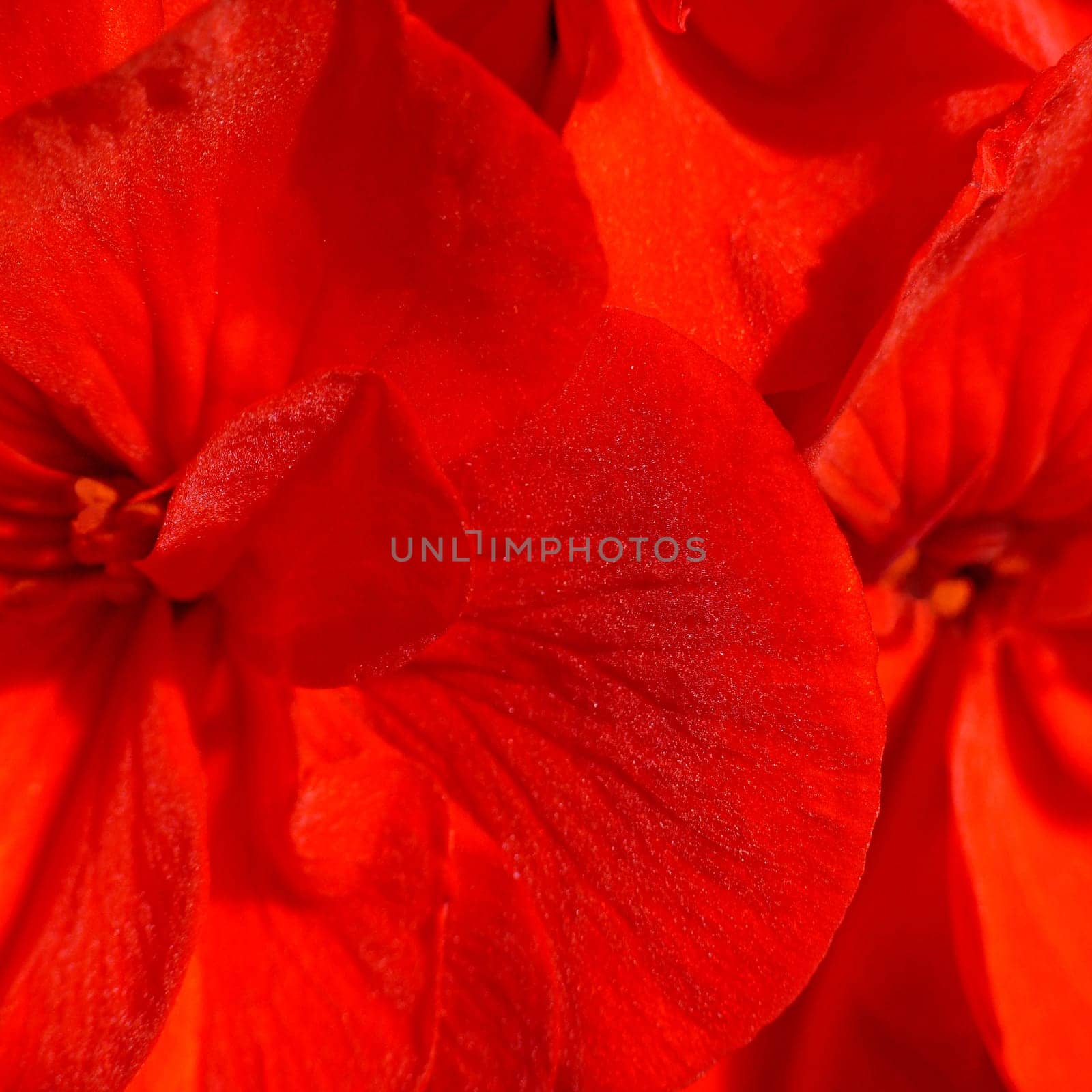 simply red