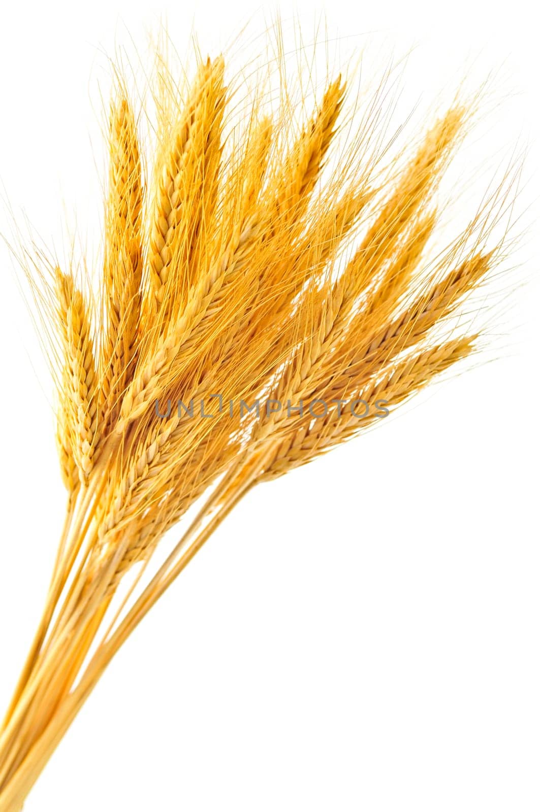 Isolated wheat ears