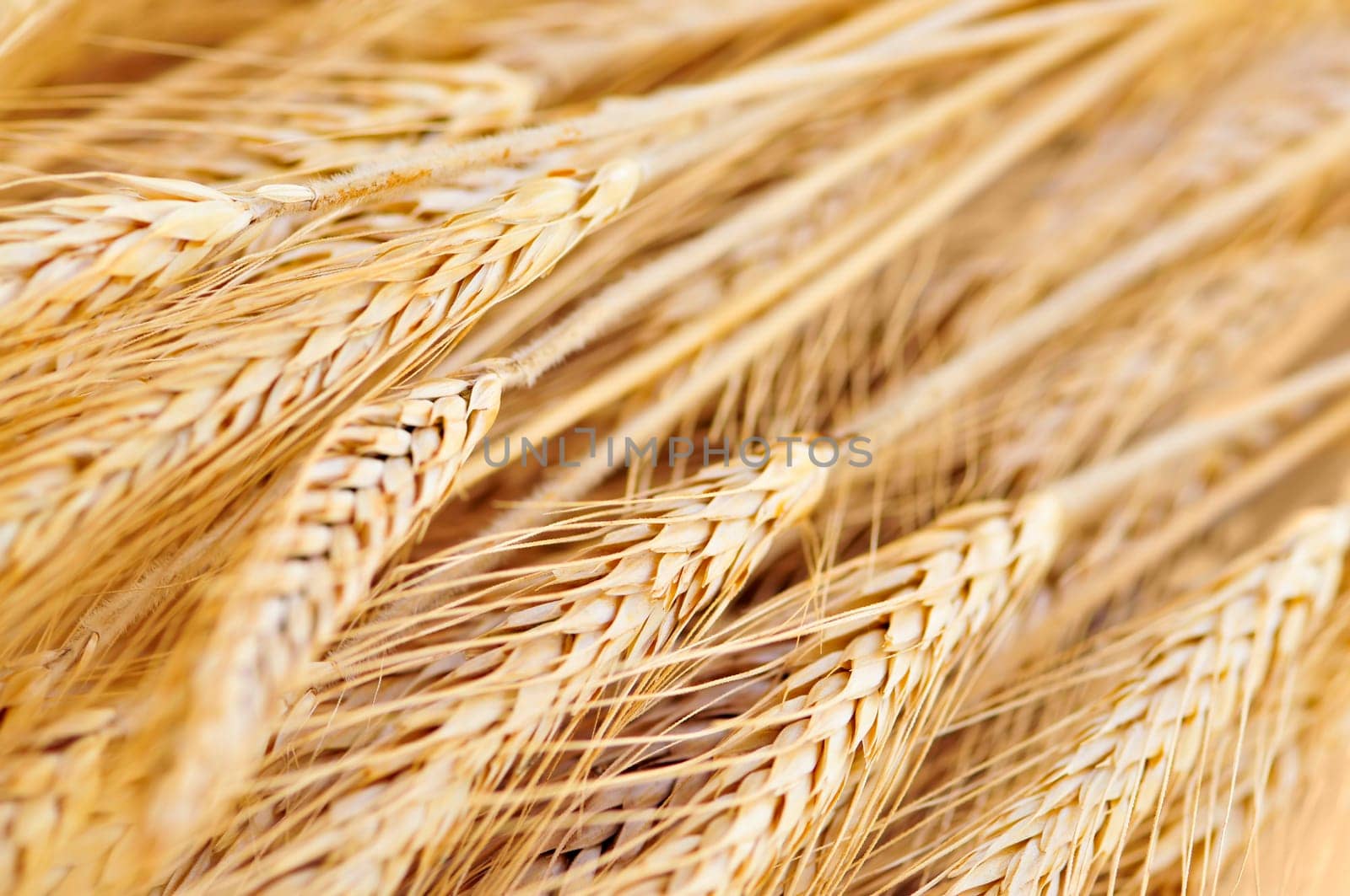 Wheat ears