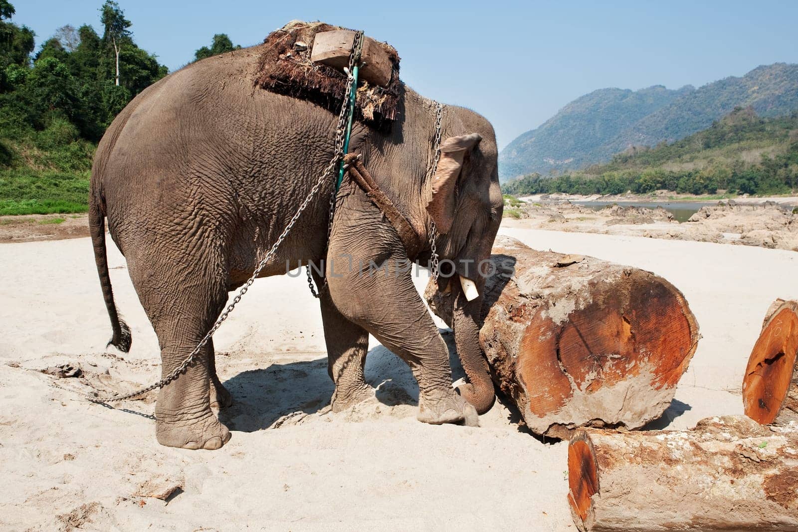 Elephant at work