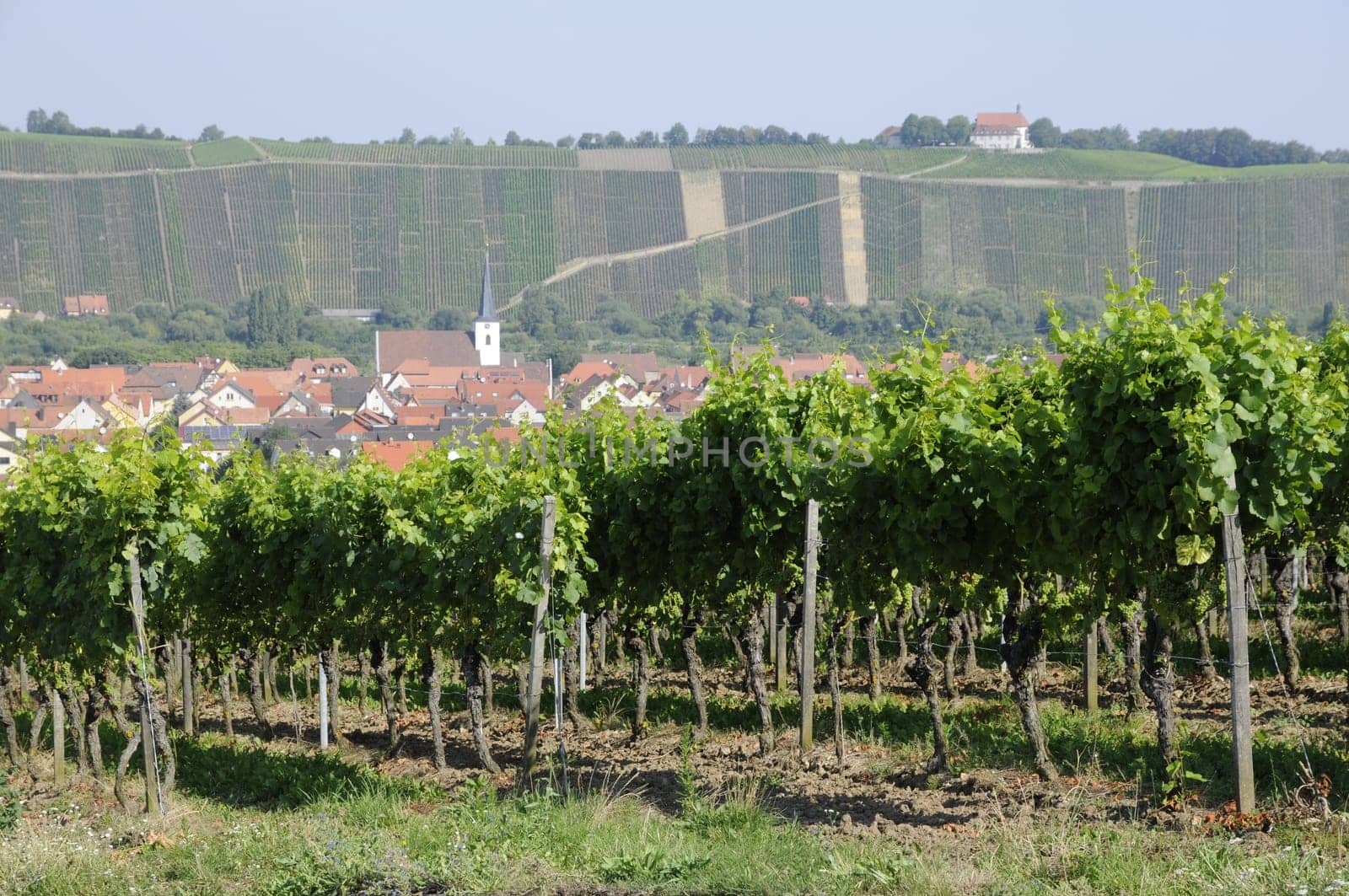 Vineyards near Nordheim