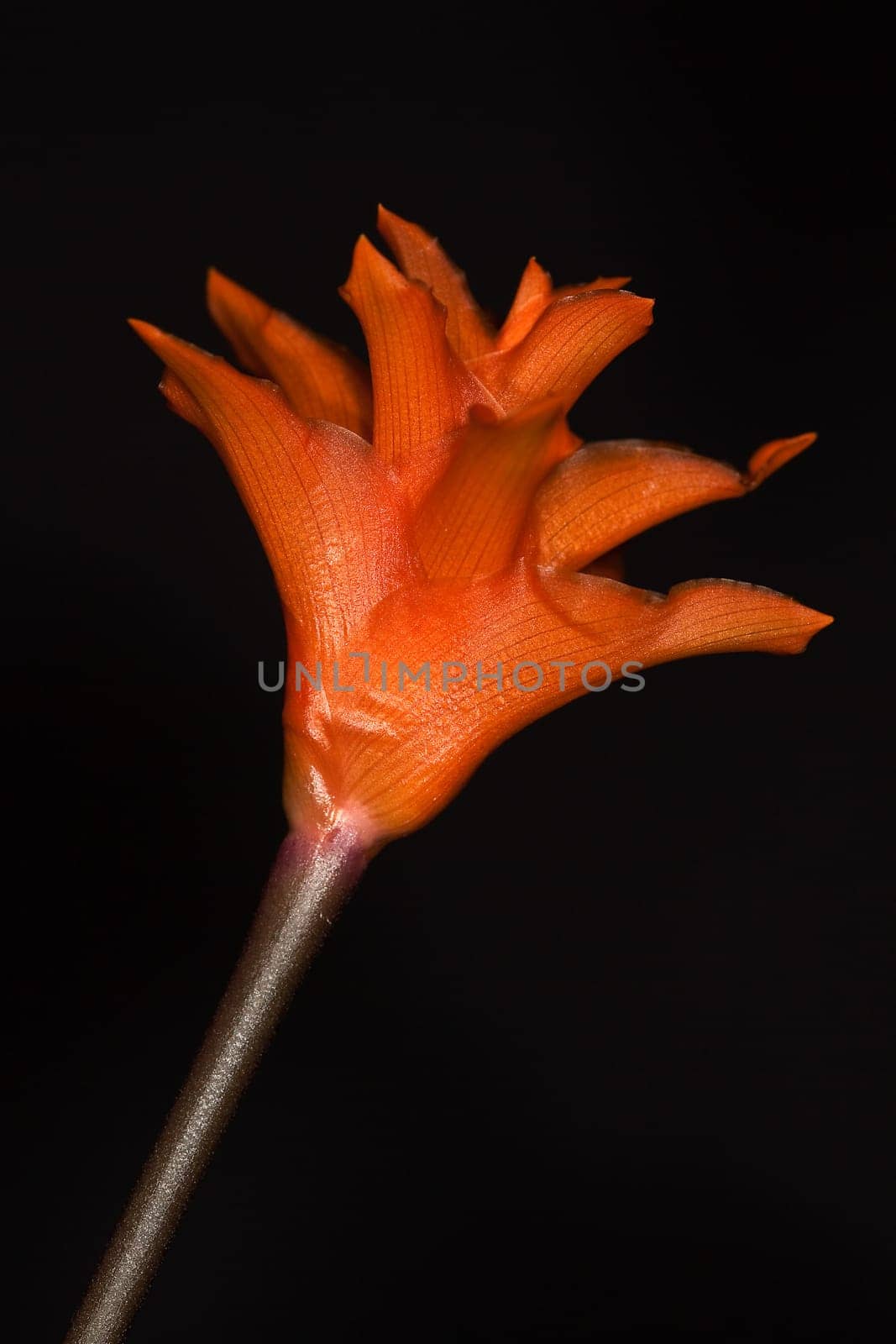Calathea Crocata