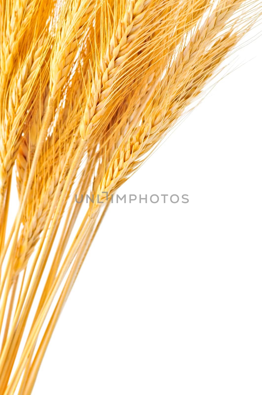 Isolated wheat ears