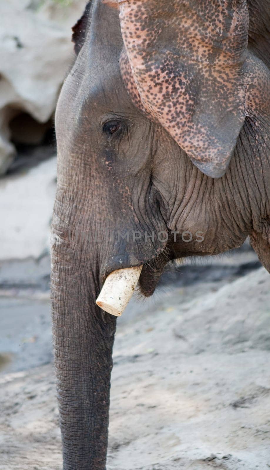 Ivory