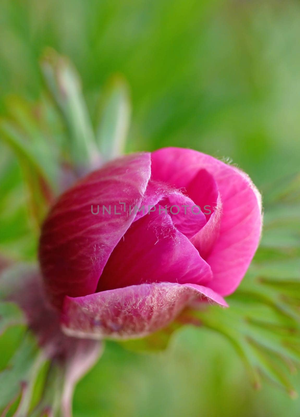 Anemone coronaria