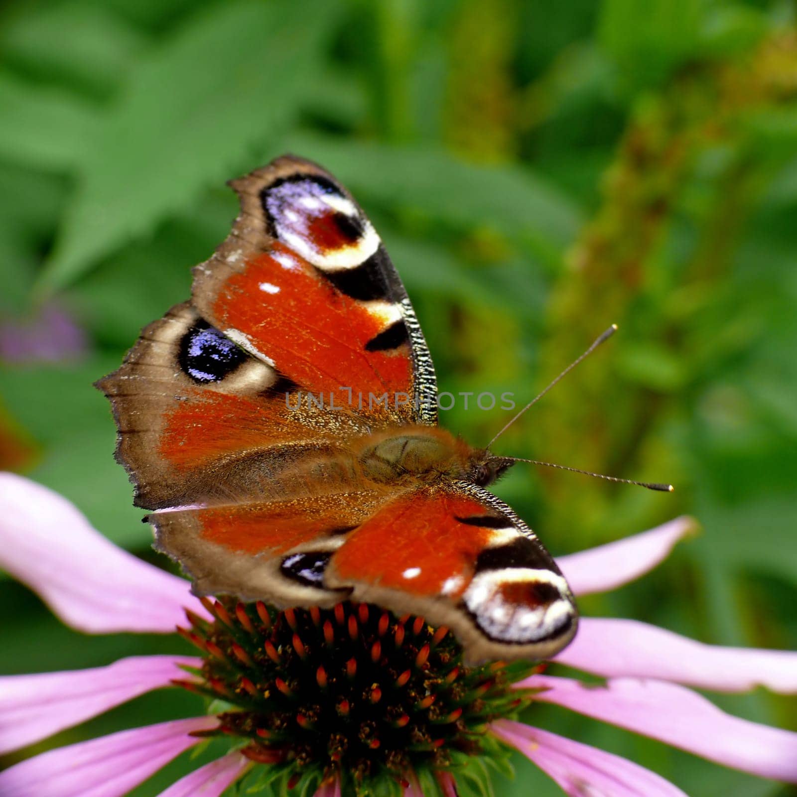 The peacock butterfly is butterfly of the year 2009