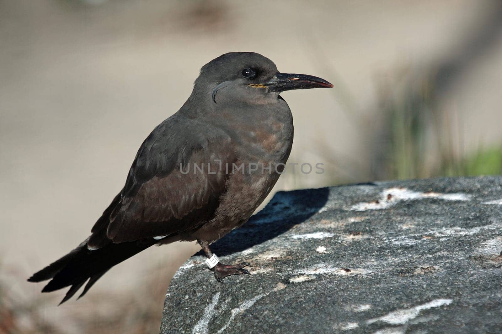 Inca Tern