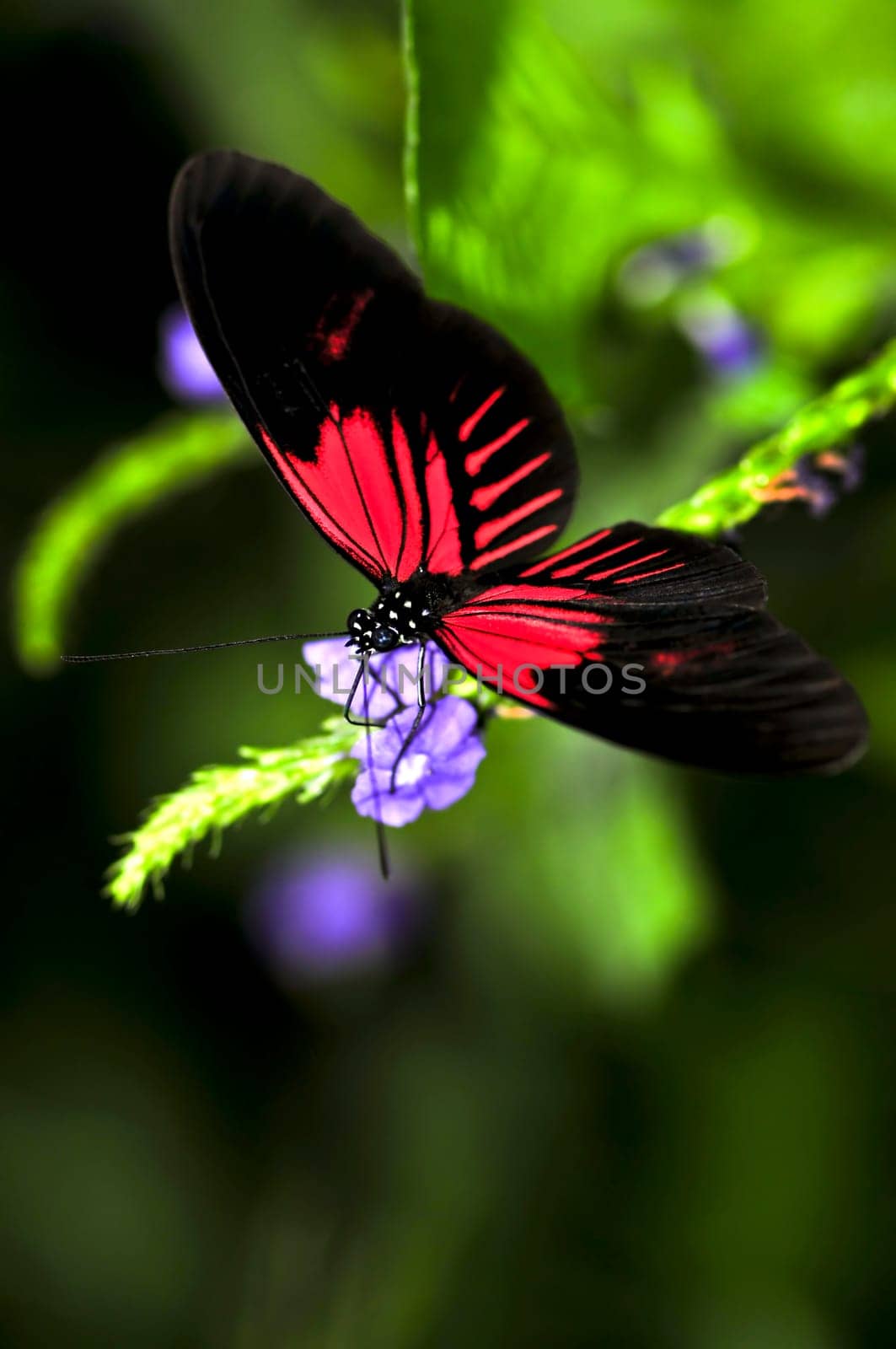 Red heliconius dora butterfly