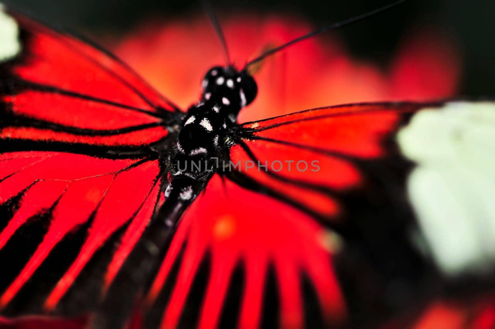 Red heliconius dora butterfly
