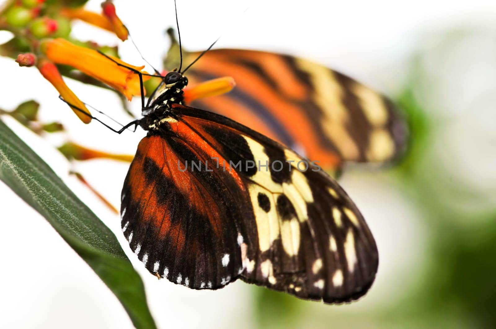 Large tiger butterfly