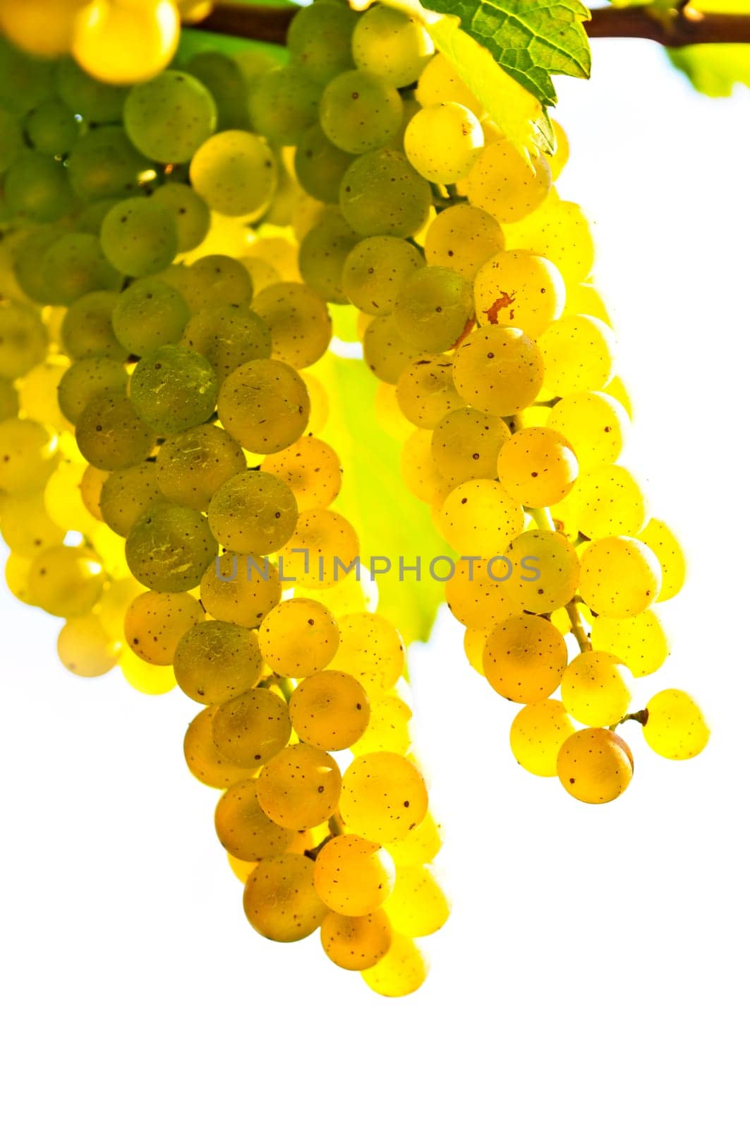 Yellow grapes