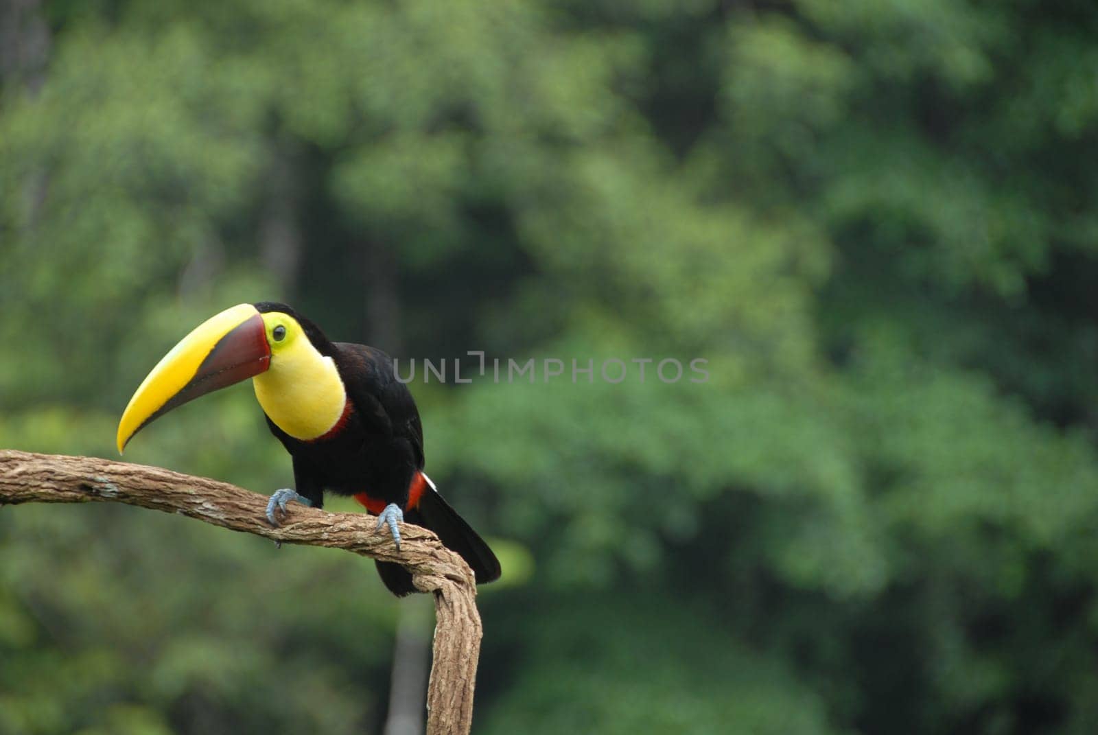 Toucan