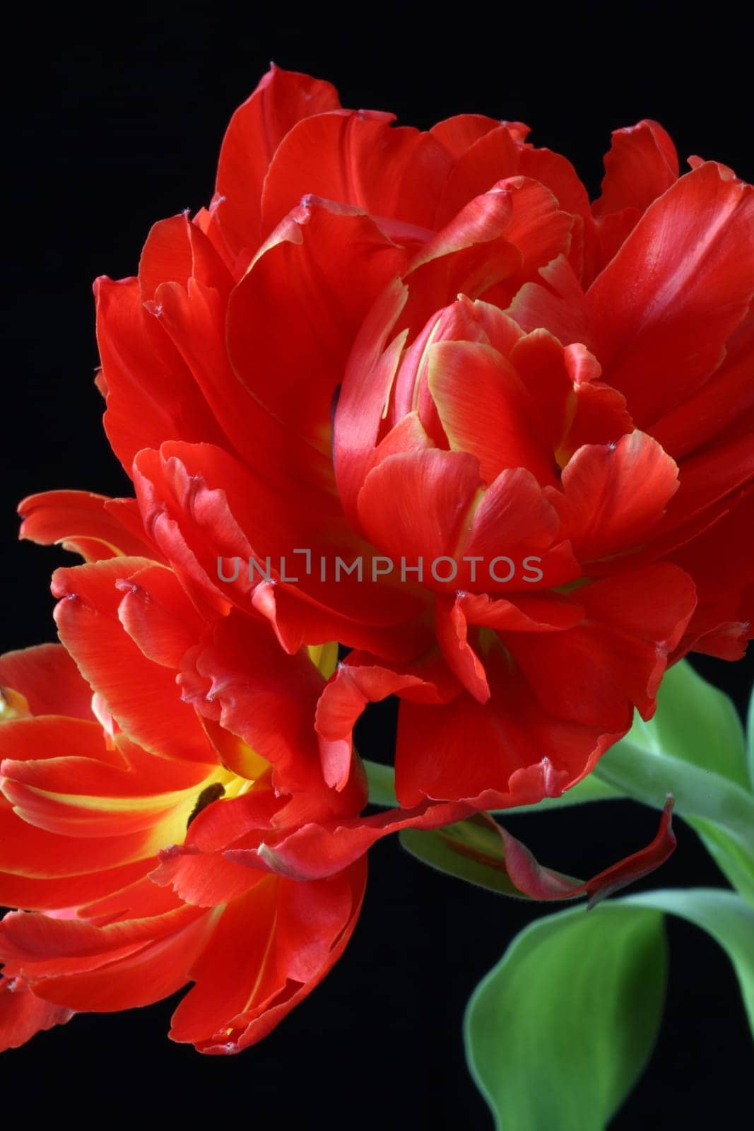 Parrot Tulip 1