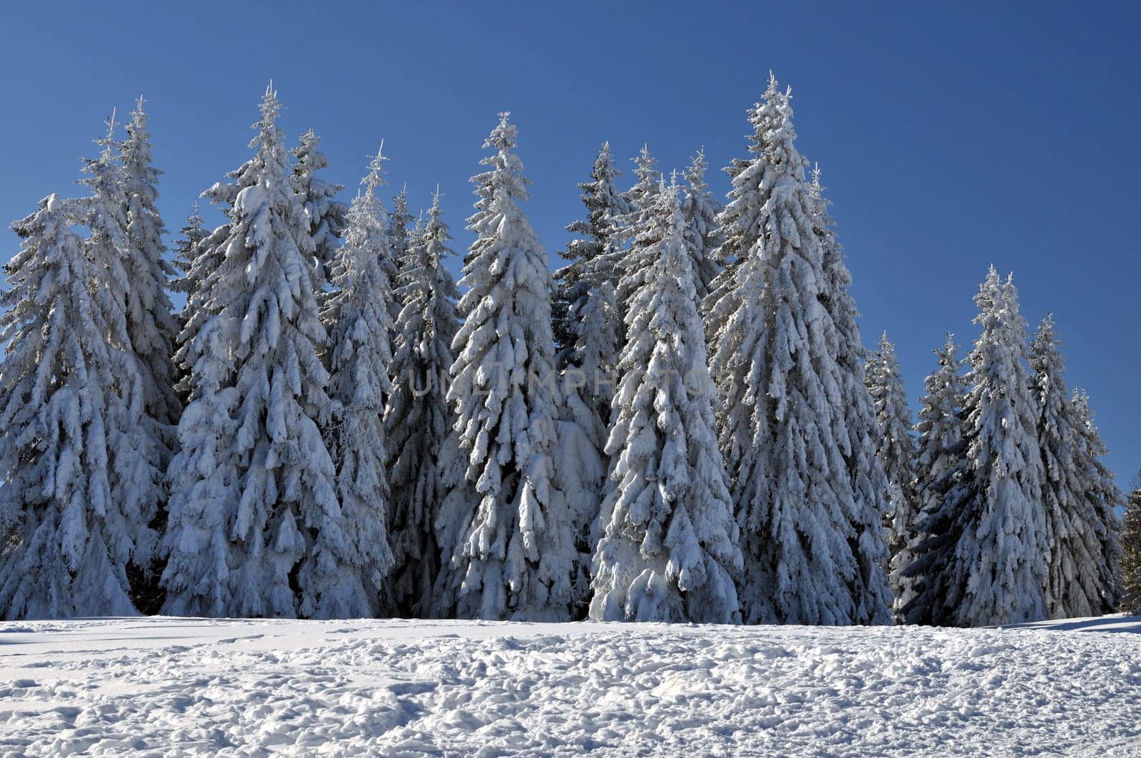 Winter Forest
