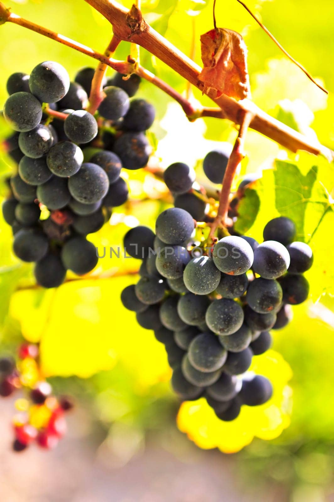 Red grapes