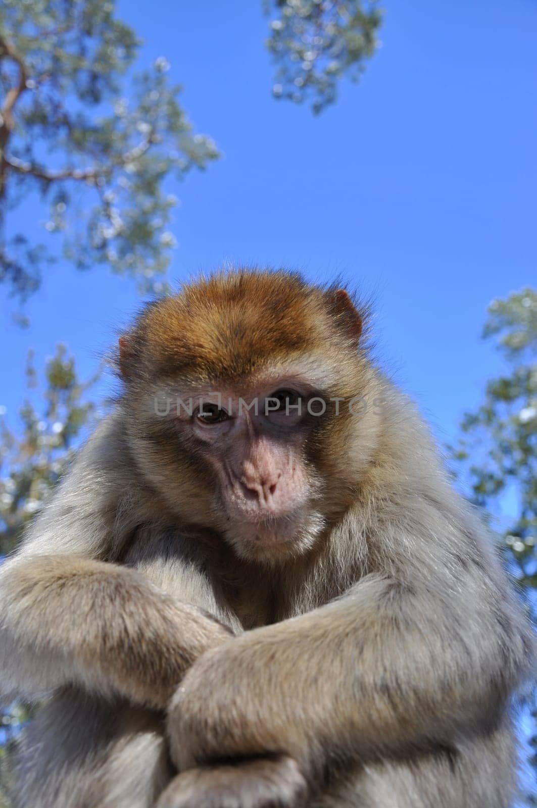 Barbary macaque 3