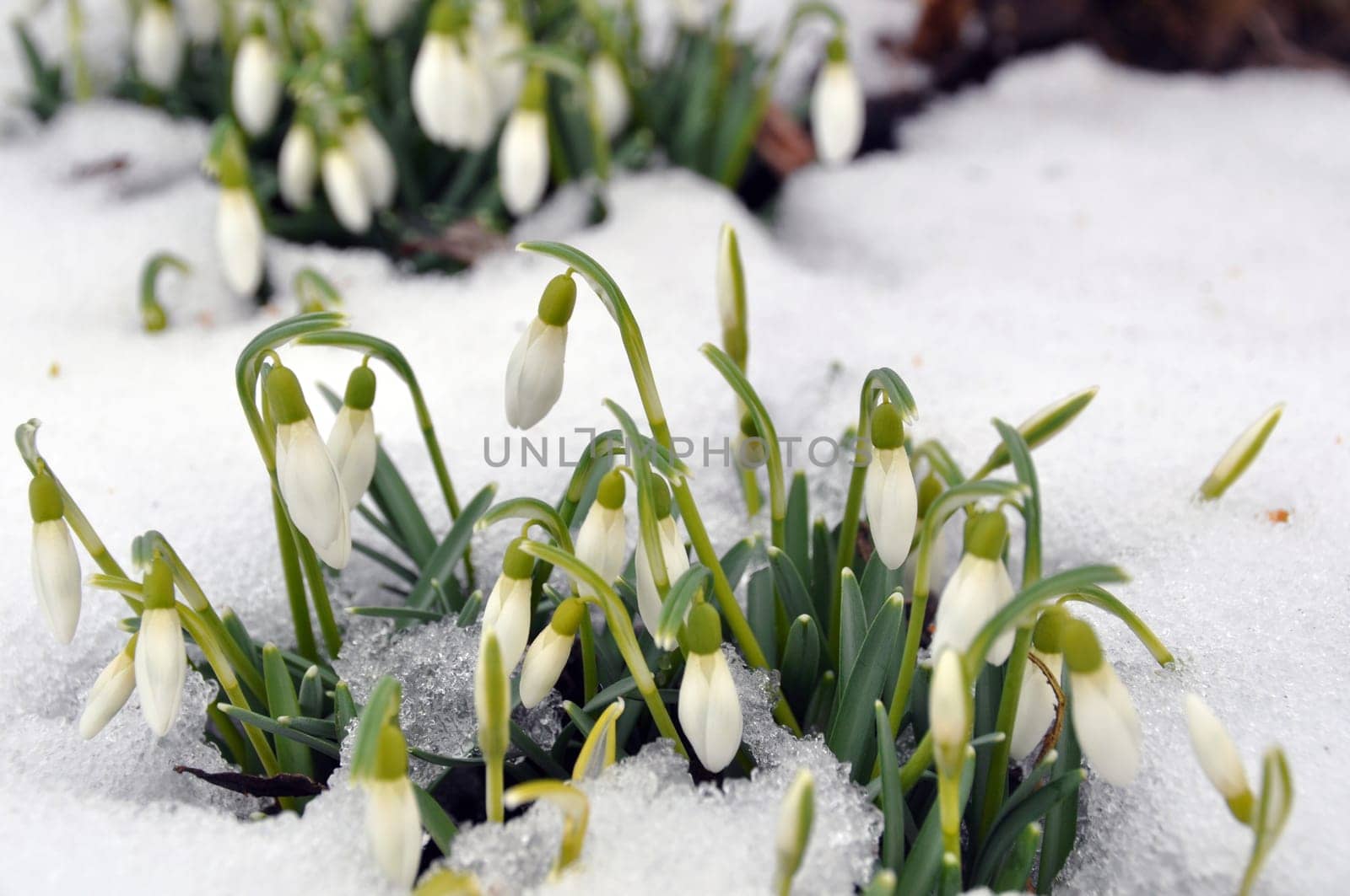 Snowdrops in spring