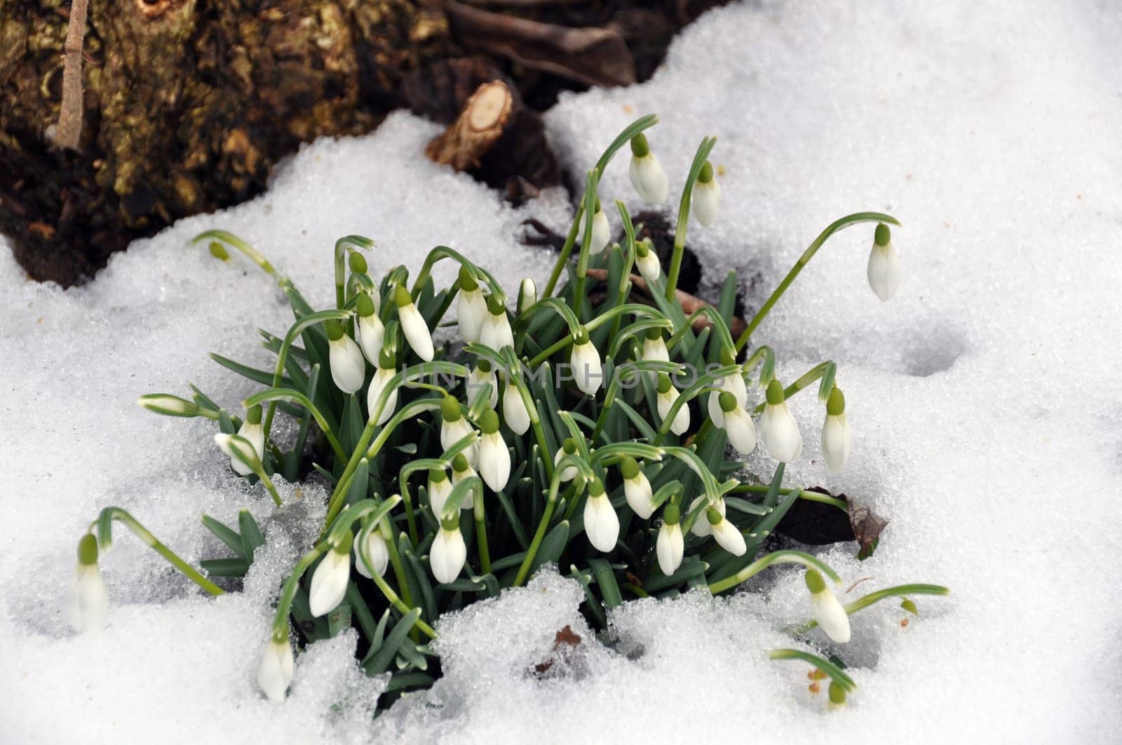 Snowdrops in spring