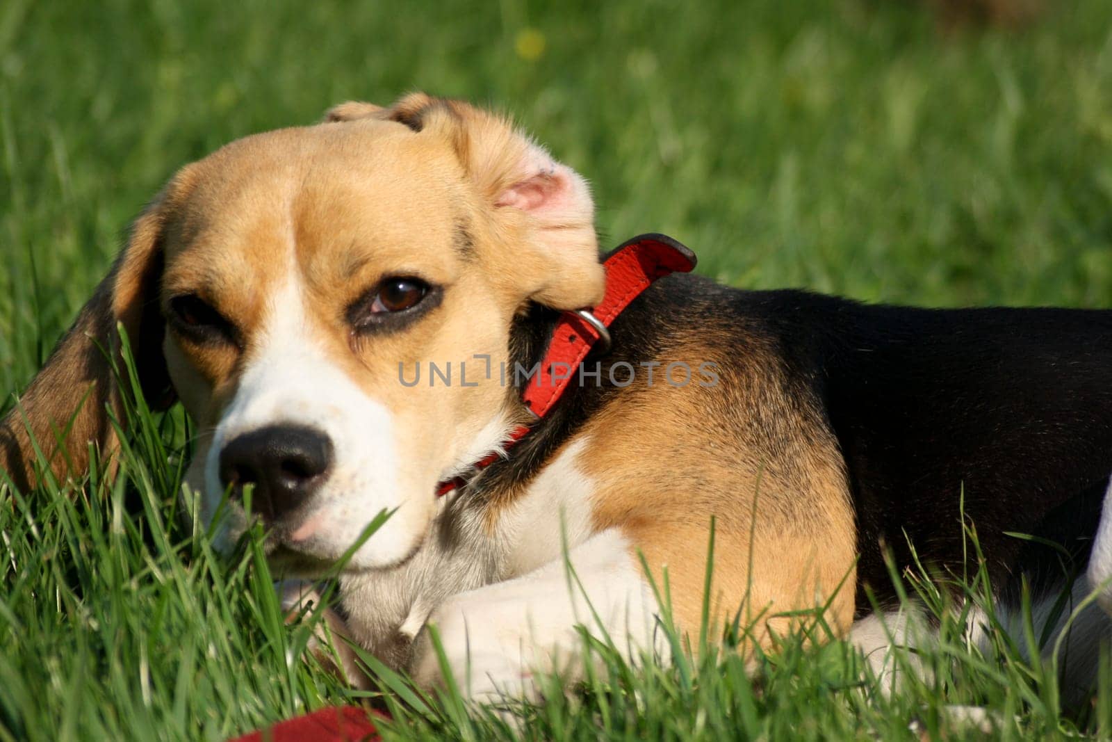 Beagle