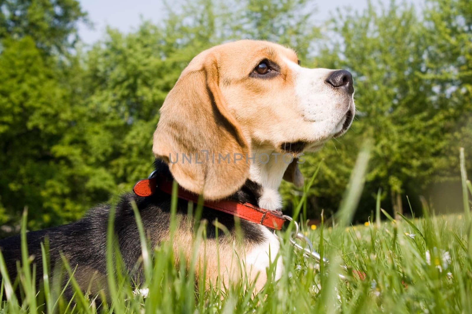 Beagle