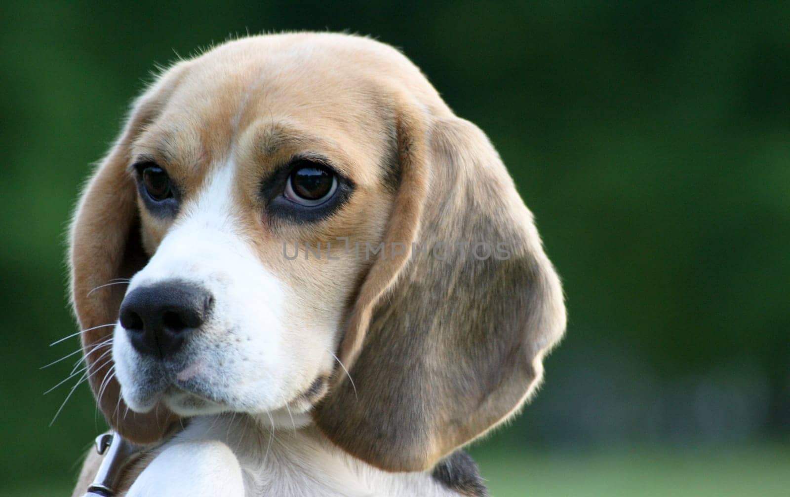 Beagle