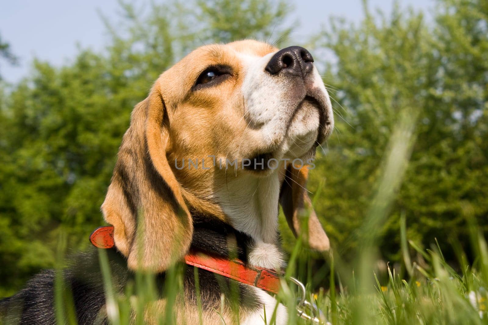Beagle