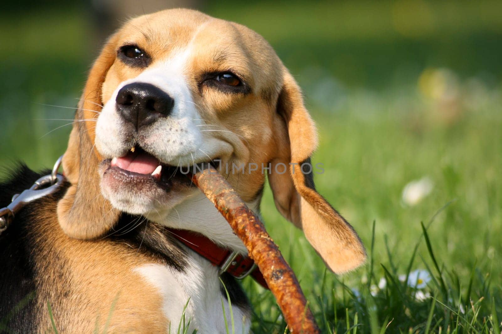 Beagle