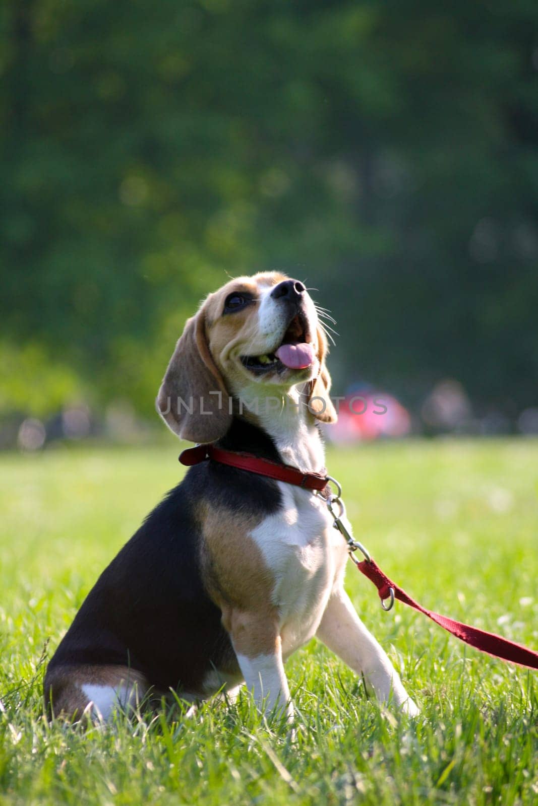 Beagle