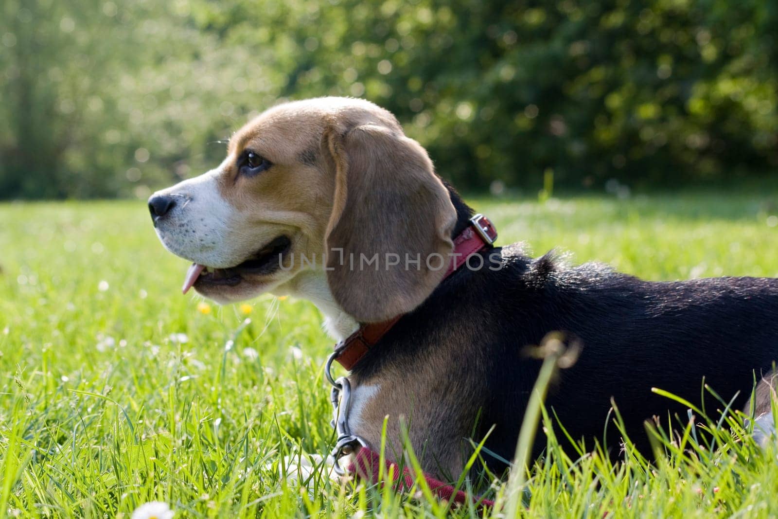 Beagle