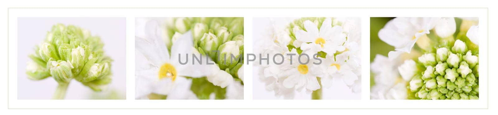 Globe primrose [Primula denticulata]