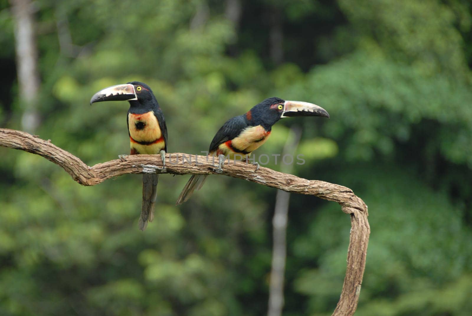 Collared Arassari