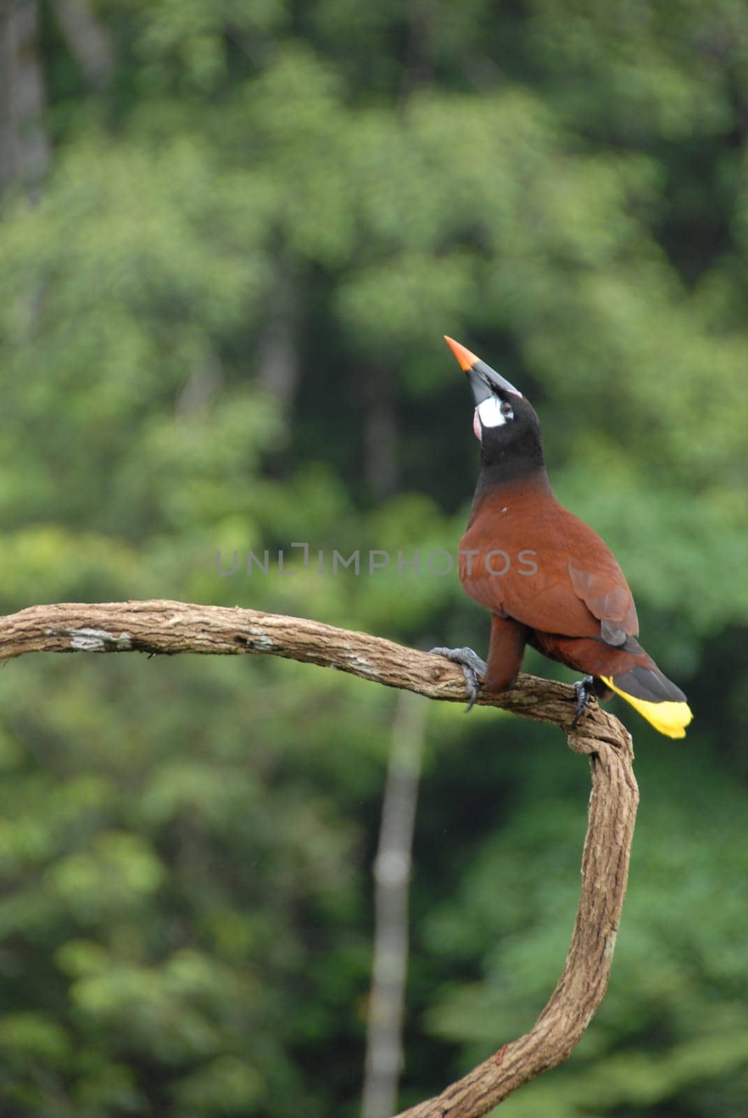Montezuma Browbird