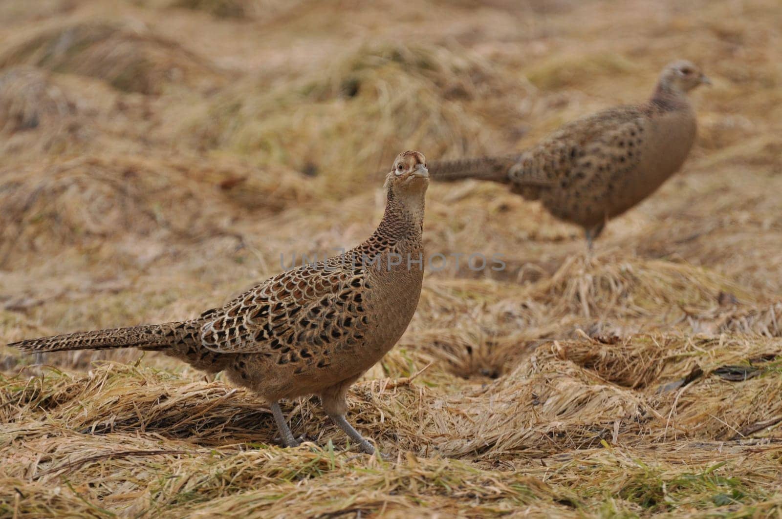 Pheasant hens