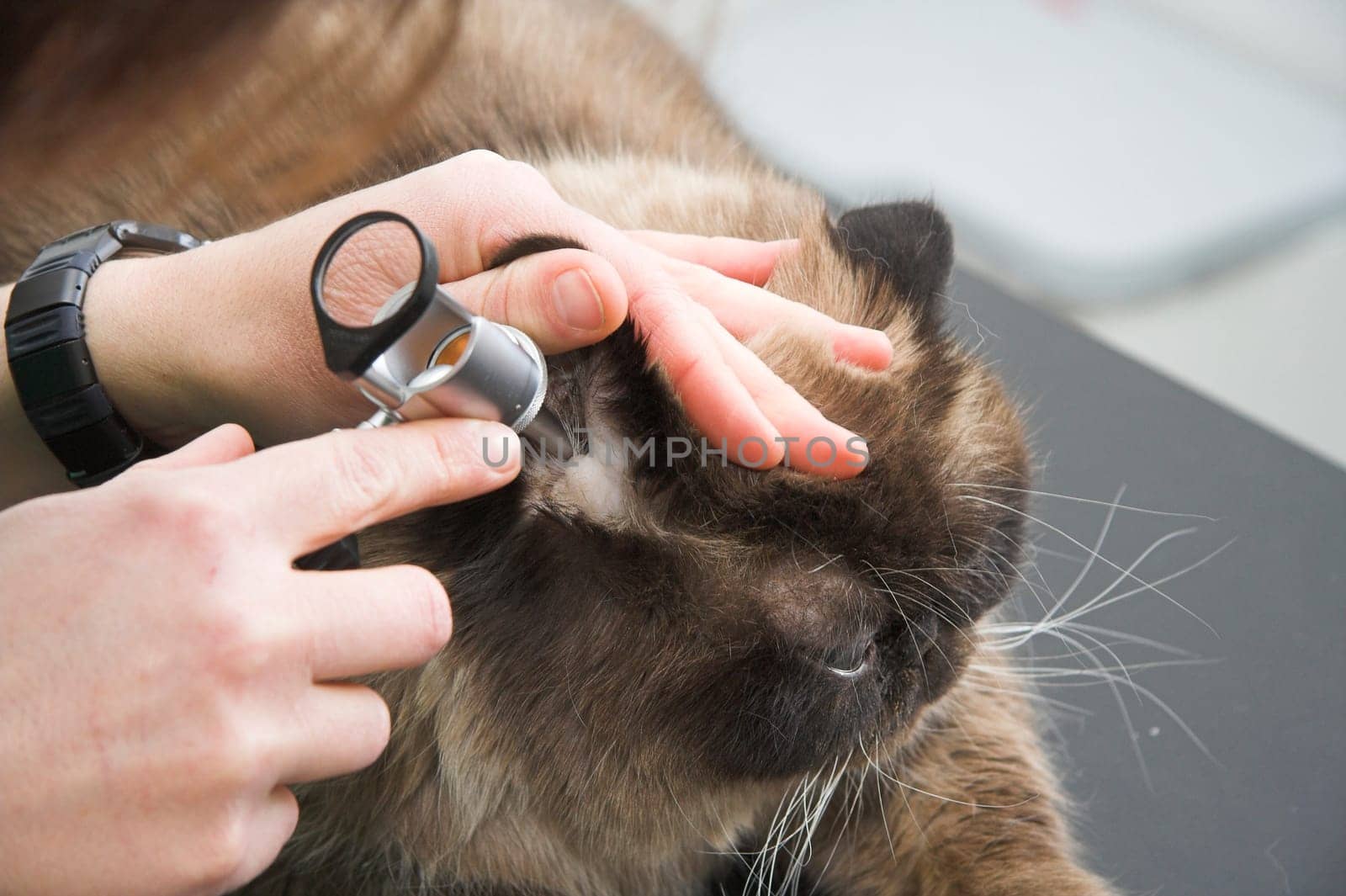 Cat at the vet