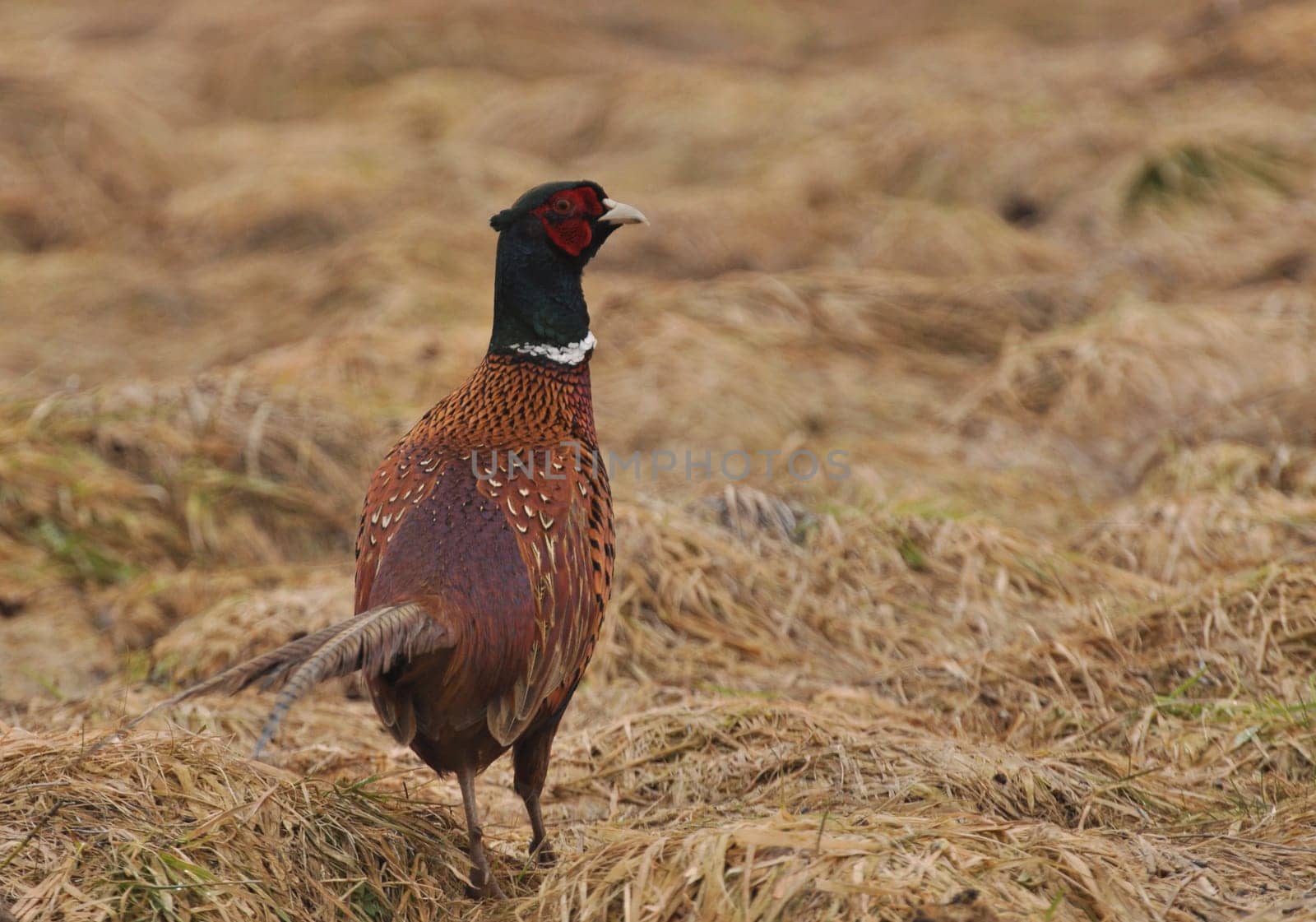 Pheasant