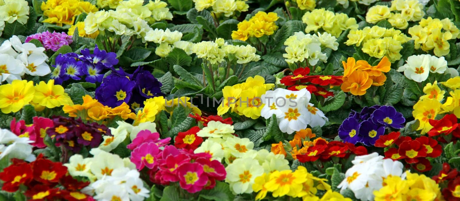 Primula vulgaris hybrids