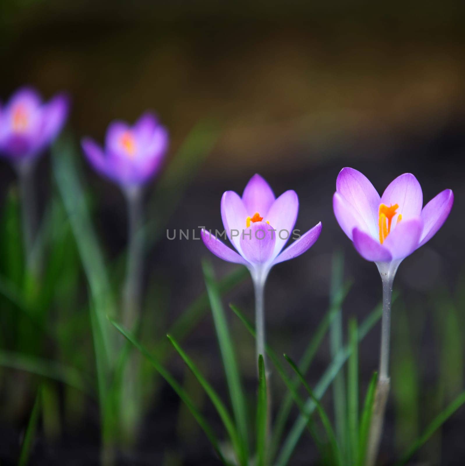 Heralds of spring - Crocus