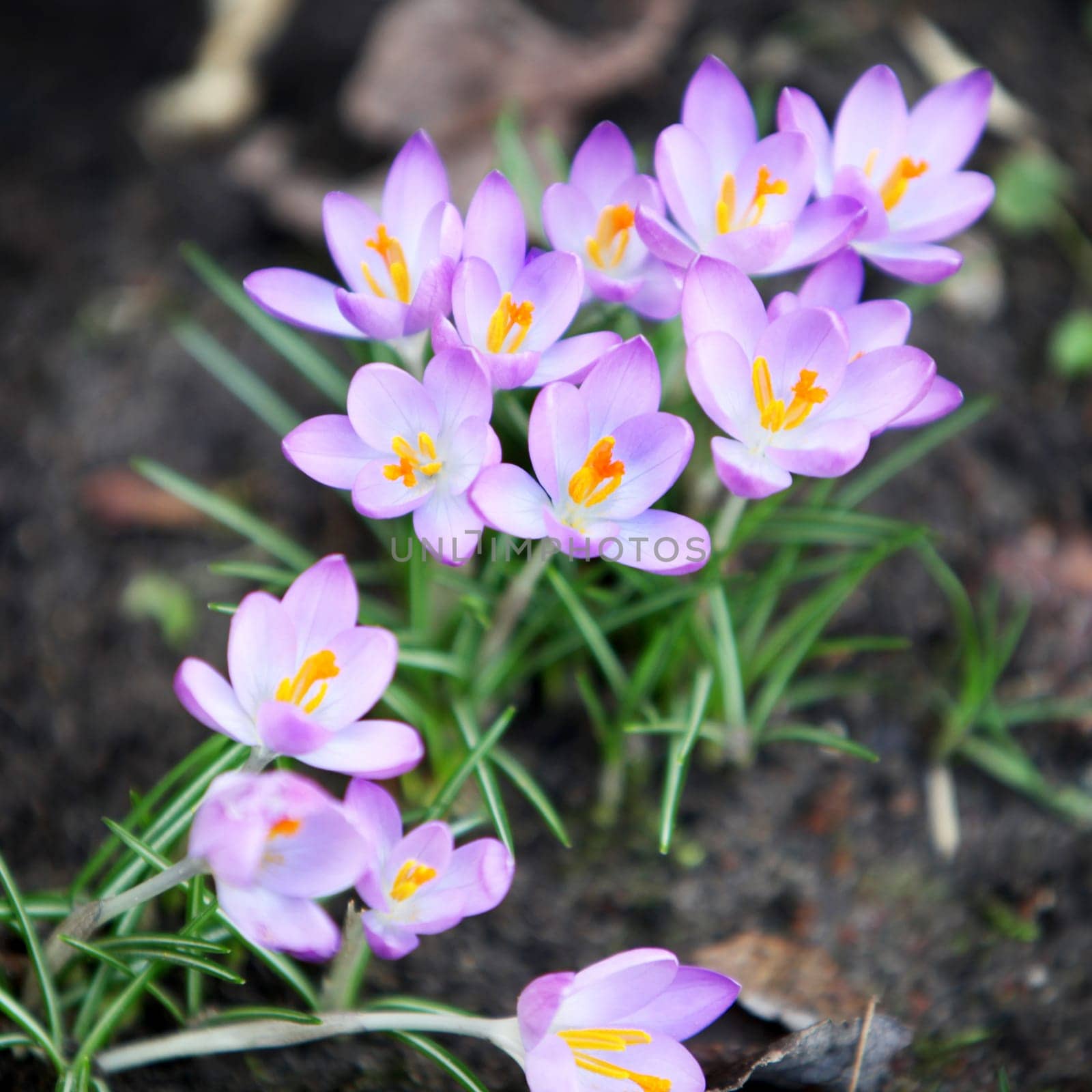 Heralds of spring - Crocus