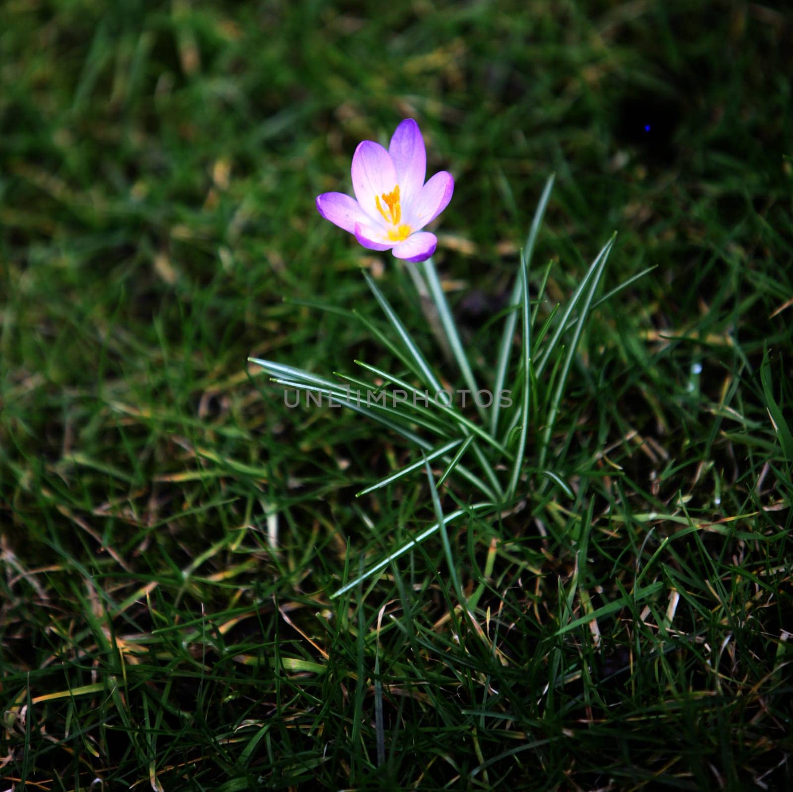 Heralds of spring - Crocus
