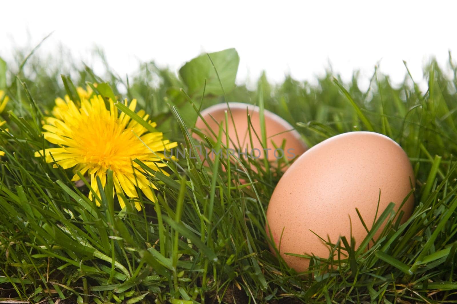 eggs on grass