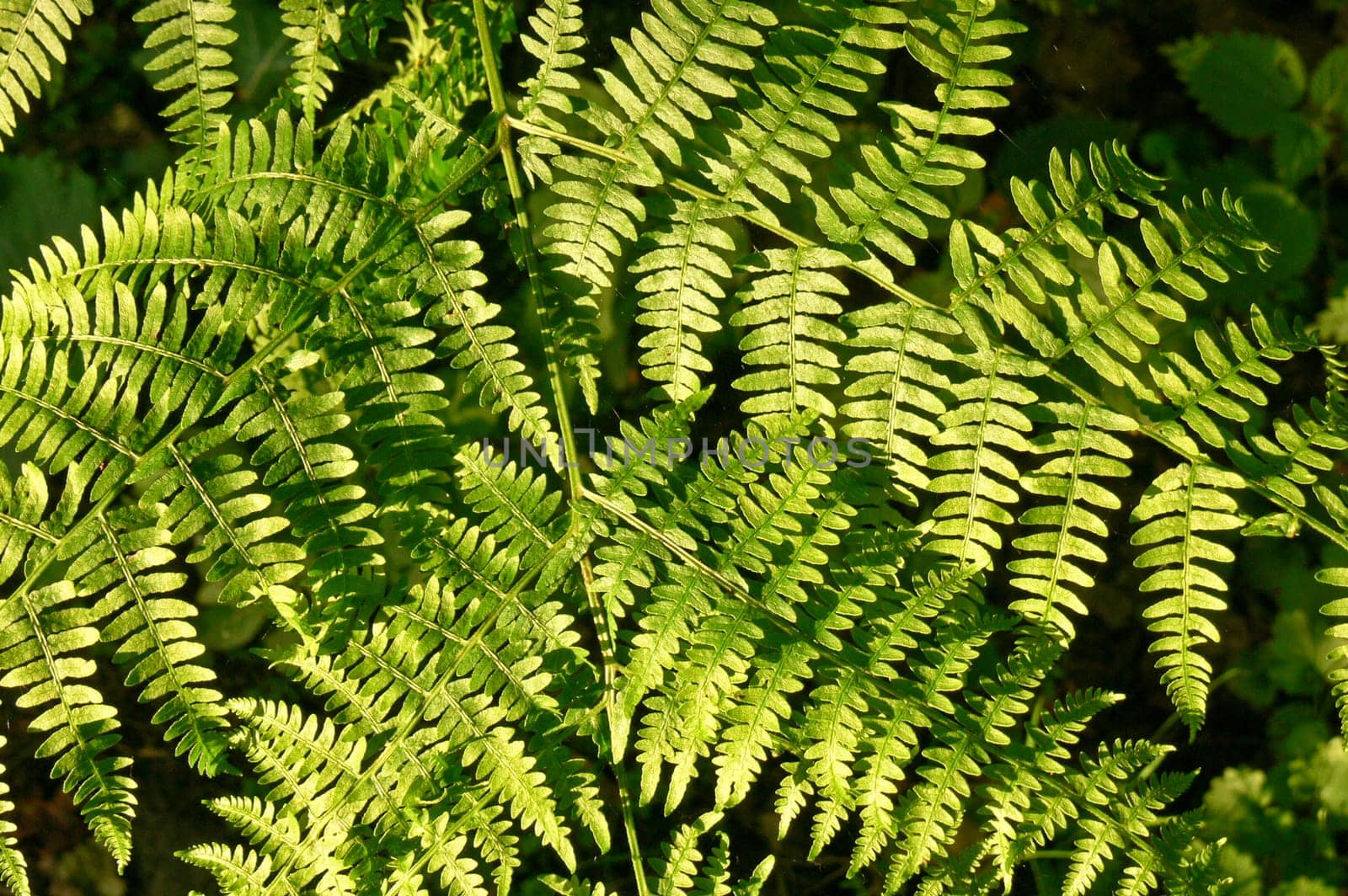 Green leaves with water drops
