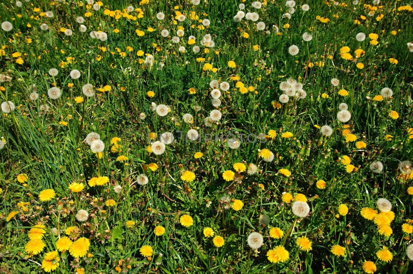 Dandelions and dandelions