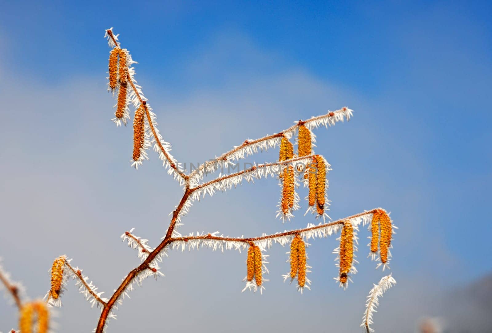Hazel kitten with ice crystals after a cold night