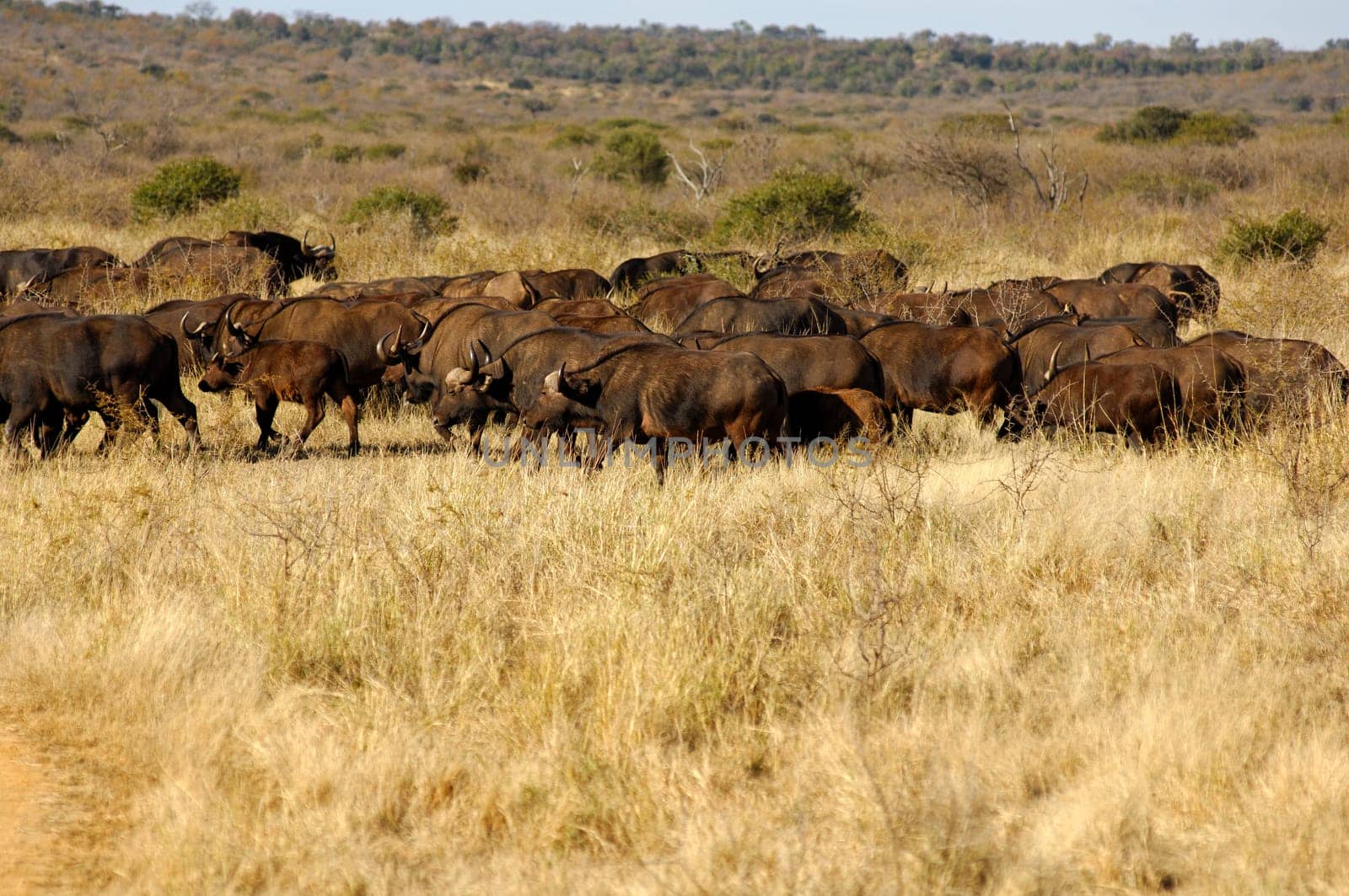 Herd of buffalo,Syncerus caffer,in the African Savane,South Africa