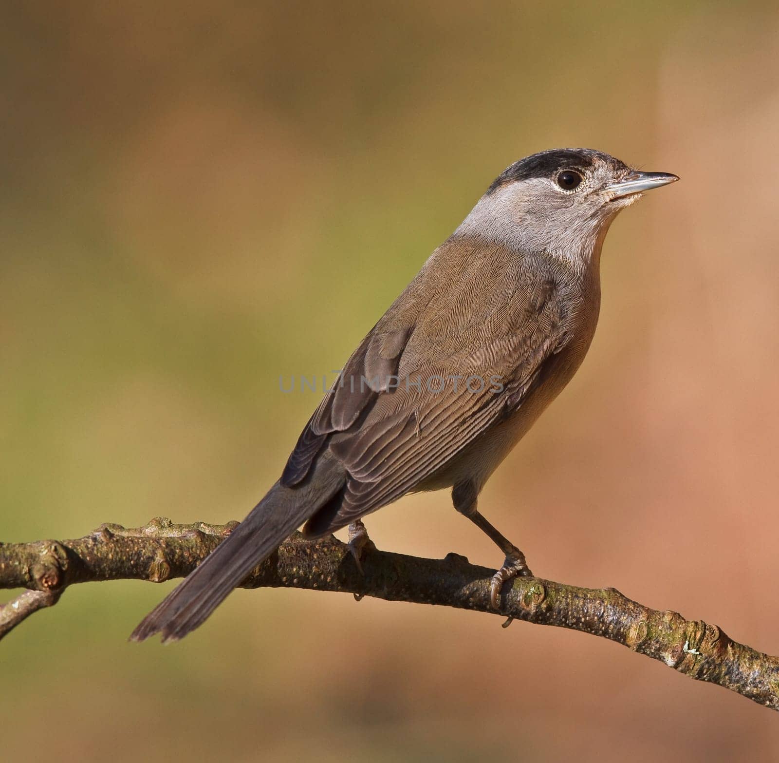 Blackcap, Sylvia atricapilla