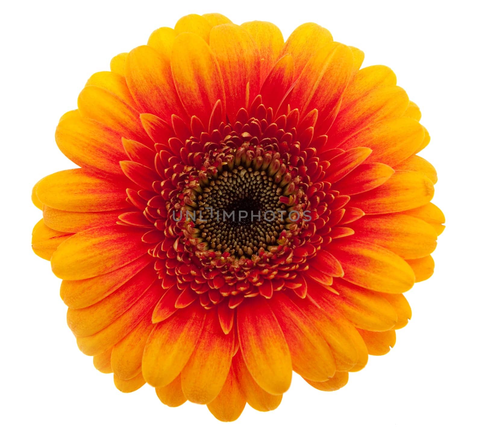 Gerbera orange